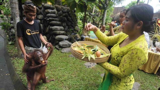 Hari Tumpek Kandang atau hari suci khusus untuk binatang peliharaan di Bali Zoo, Gianyar, Sabtu (21/1). 