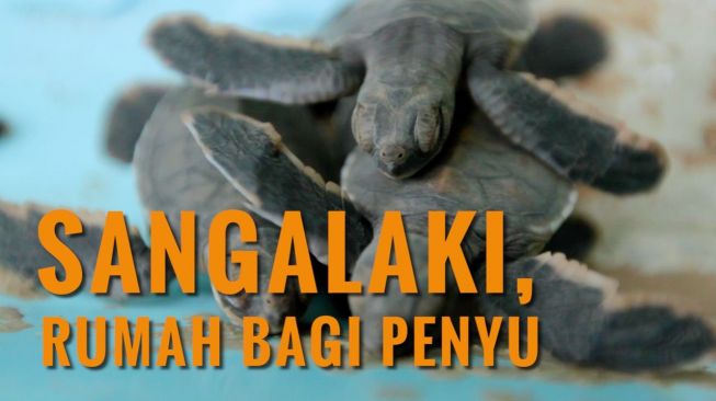 Menjejak ke Pulau Sangalaki, Rumah bagi Penyu