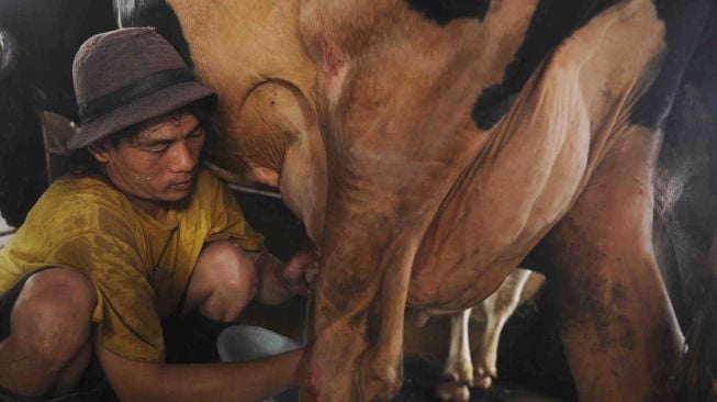 Pekerja memerah susu sapi di Surabaya, Jawa Timur, Rabu (24/1). 