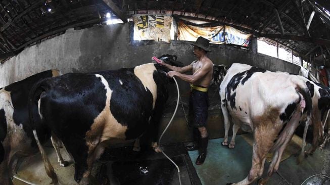 Pekerja memandikan sapi sebelum memerah susunya, di Surabaya, Jawa Timur, Rabu (24/1).