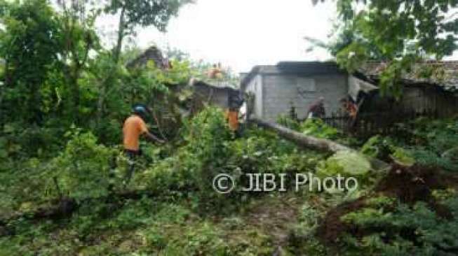 Hitung Pohon Rawan Tumbang, BPBD Kulonprogo Menyerah