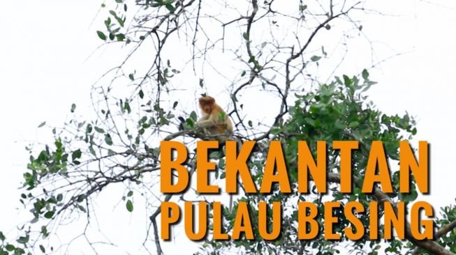 Wisata Alam di Pulau Besing, Rumah bagi Bekantan