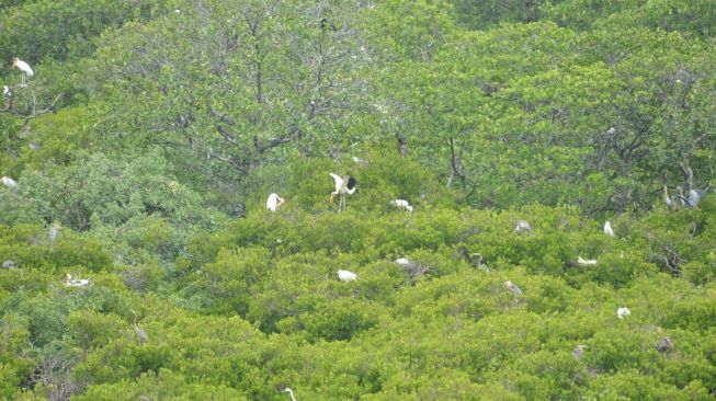 Kerajaan Burung Pulau Rambut yang terletak di Gugusan Kepulauan Seribu, Jakarta. [AWC]