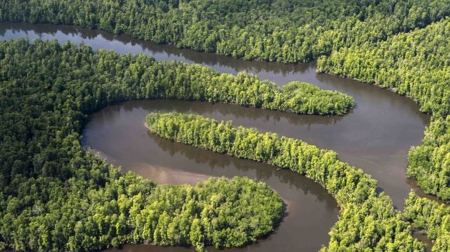 Luas hutan Papua sekitar 28.621.799,707 Ha.