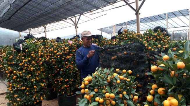 Semakin banyak buah jeruknya dalam satu pohon, diyakini akan semakin melimpah rezeki dan keberuntungan yang didapat pemiliknya. (Suara.com/Dinda Rachmawati).