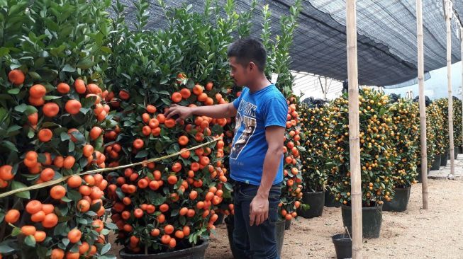 Sebulan sebelum perayaan Imlek, pohon jeruk Imlek dari Cina dan Taiwan sudah berdatangan ke Jakarta. (Suara.com/Dinda Rachmawati) 