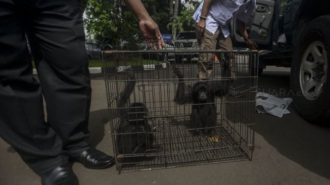 Polda Metro Jaya merilis sejumlah barang bukti perdagangan satwa dilindungi via media sosial di Polda Metro Jaya, Jakarta, Selasa (31/1). 