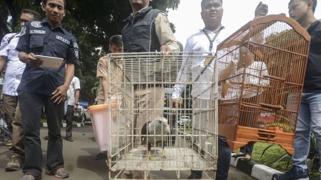 Polda Metro Jaya merilis sejumlah barang bukti perdagangan satwa dilindungi via media sosial di Polda Metro Jaya, Jakarta, Selasa (31/1). 