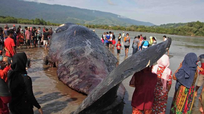 Belum diketahui penyebab terdamparnya mamalia tersebut. 