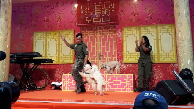 Pertunjukan Dog Show di Mal Ciputra. (Firsta Nodia/Suara.com)