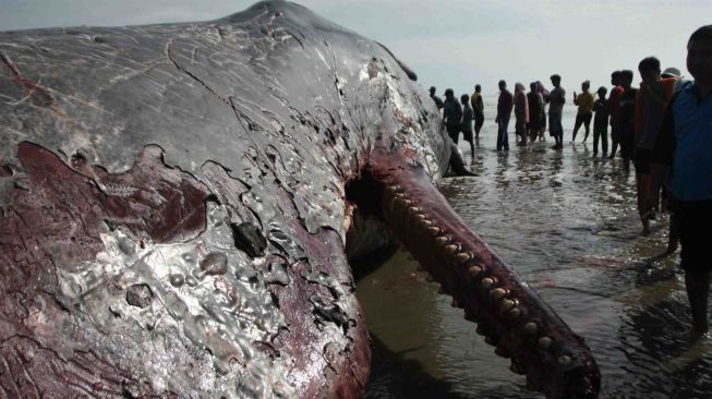 Sejumlah warga berkerumun di sekitar bangkai Paus Sperma atau Physeter macrocephalus di perairan Bombana, Kabupaten Bombana, Sulawesi Tenggara, Jumat (2/2).