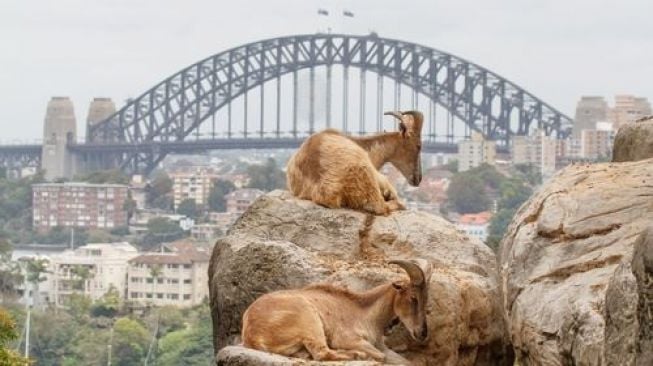 Kebun Binatang Taronga atau Taronga Zoo, Sydney, Australia. (Shutterstock)