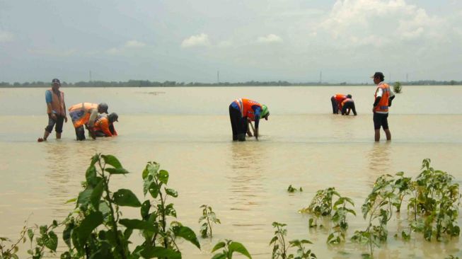 Sejumlah pekerja memperbaiki rel Kereta Api (KA) yang terendam banjir di wilayah Losari, Brebes, Jawa Tengah, Sabtu (24/2).