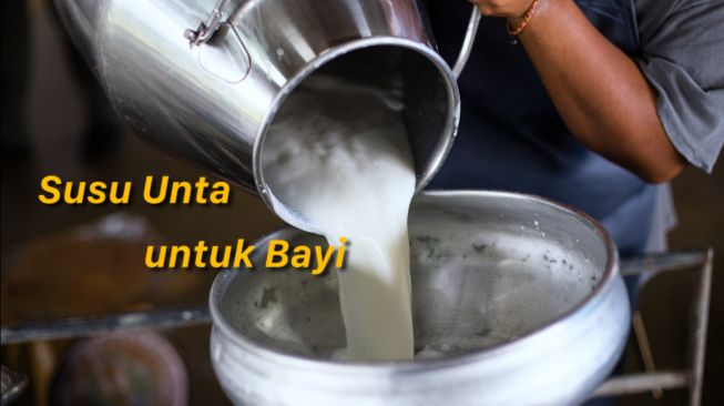 Heboh Susu Unta untuk Bayi, Berani Coba?