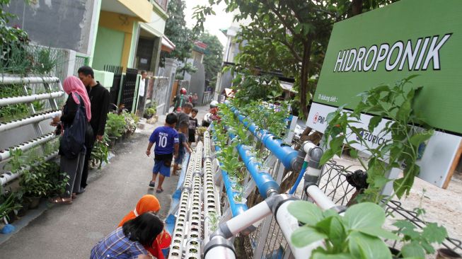 Kampung Hidroponik di Pengadegan, Jakarta, Selasa (27/2).