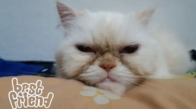 Samsung Galaxy A8. [Suara.com/Dythia Novianty]