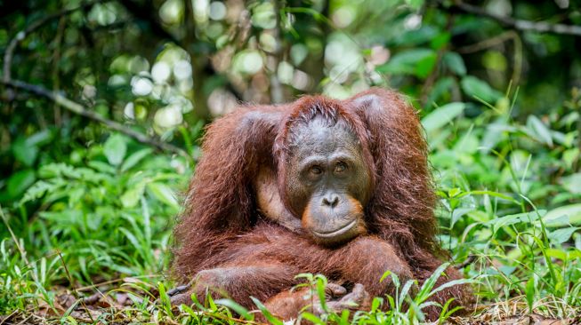 Diduga Kelaparan, Orangutan Masuk Kawasan Wisata Bukit Selancang