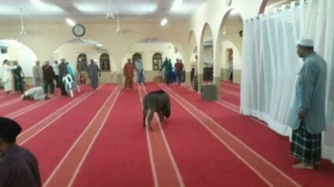 Babi Ngamuk di Dalam Masjid, Satu Jemaah Salat Terluka