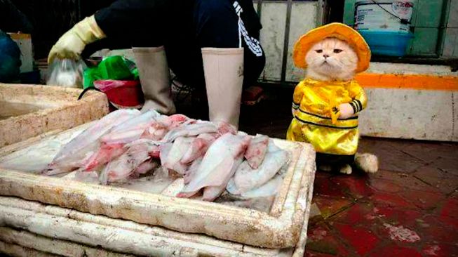 Berkostum, Kucing Penjual Ikan Ini Bikin Gemas