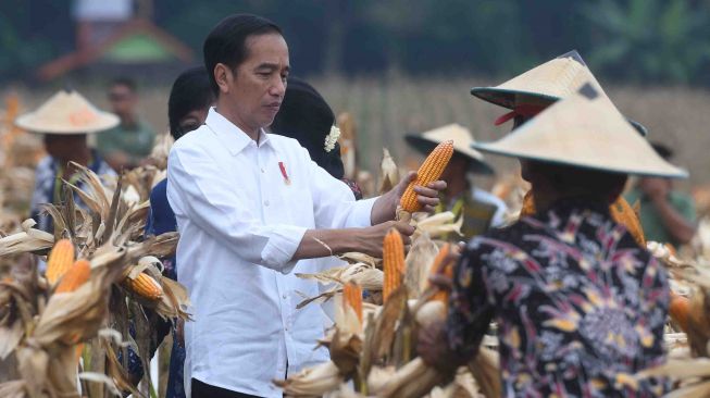 Presiden Joko Widodo (kiri) memanen jagung bersama petani saat panen raya jagung di Perhutanan Sosial, Ngimbang, Tuban, Jawa Timur, Jumat (9/3).