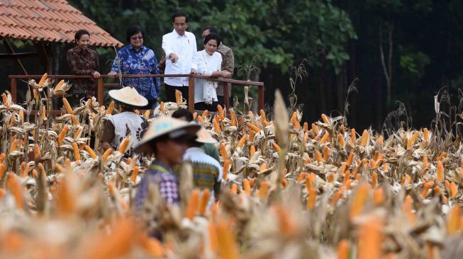 Presiden Joko Widodo (tengah) didampingi Ibu Negara Iriana Joko Widodo (kanan), Menteri BUMN Rini Soemarno (kiri) dan Menteri Lingkungan Hidup dan Kehutanan Siti Nurbaya Bakar (kedua kiri) memperhatikan petani memanen jagung saat panen raya jagung di Perhutanan Sosial, Ngimbang, Tuban, Jawa Timur, Jumat (9/3).