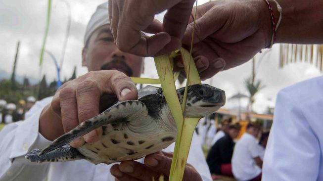 Umat Hindu mengupacarai seekor penyu yang akan menjadi hewan kurban dalam upacara "Mepepada" di Pura Besakih, Karangasem, Bali, Kamis (15/3).