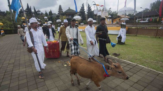 Umat Hindu menggiring sapi yang akan menjadi hewan kurban dalam upacara "Mepepada" di Pura Besakih, Karangasem, Bali, Kamis (15/3).