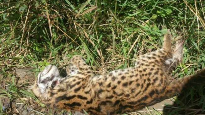 Warga Kayu Aro Temukan Macan Tutul di Kawasan Gunung Kerinci, Begini Kondisinya