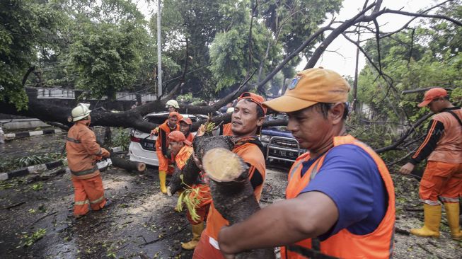 Petugas Damkar dibantu petugas PPSU melakukan evakuasi dua mobil yang ringsek akibat tertimpa pohon tumbang di Jalan Jatinegara Kaum, Jakarta, Kamis (22/3). 