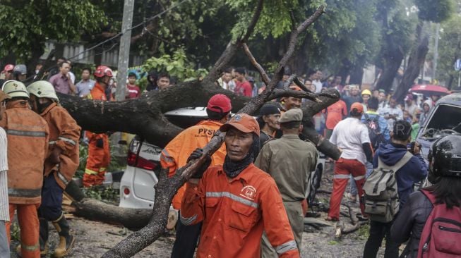 Petugas Damkar dibantu petugas PPSU melakukan evakuasi dua mobil yang ringsek akibat tertimpa pohon tumbang di Jalan Jatinegara Kaum, Jakarta, Kamis (22/3). 