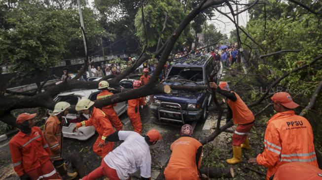 Petugas Damkar dibantu petugas PPSU melakukan evakuasi dua mobil yang ringsek akibat tertimpa pohon tumbang di Jalan Jatinegara Kaum, Jakarta, Kamis (22/3). 