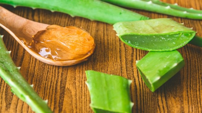 Lidah buaya atau aloe vera memiliki banyak khasiat.