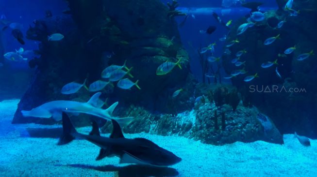 Jakarta Aquarium bersama platform business places, Xwork, menyewakan ruang kerja dengan suasana bawah laut.