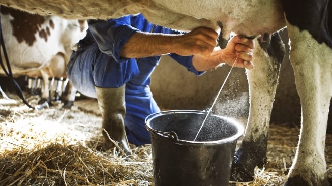 Pasca Evakuasi, Produksi Susu Sapi Perah Warga Merapi Menyusut