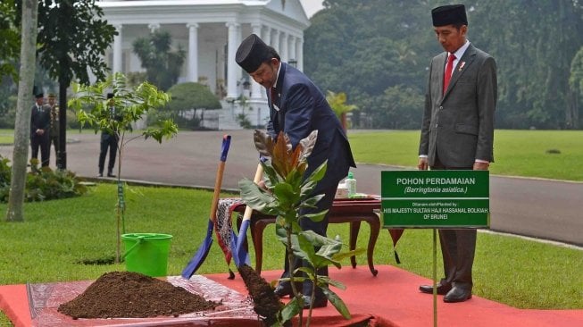 Sultan Brunei Darussalam, Hassanal Bolkiah (kiri) disaksikan Presiden Joko Widodo menanam pohon perdamaian (barringtonia asiatica) saat kunjungan kenegaraan di Istana Bogor, Jawa Barat, Kamis (3/5).