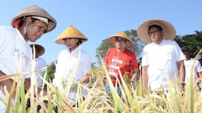 Dukung Stabilitas Pangan, BRI Lakukan "Serap Gabah Petani" di DIY