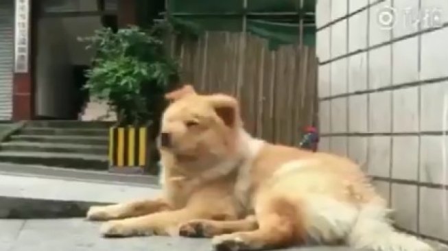 Mirip Hachiko, Anjing Ini Setia Menunggu Pemiliknya di Stasiun