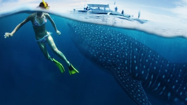 Madagaskar Menjadi Hotspot Whale Shark