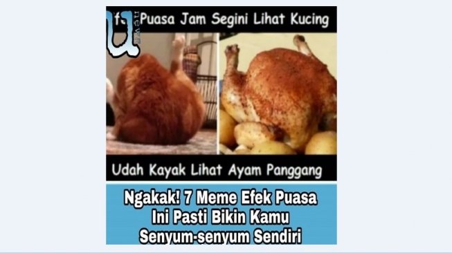 Kucing sedang mandi. [Instagram/@unique.news]