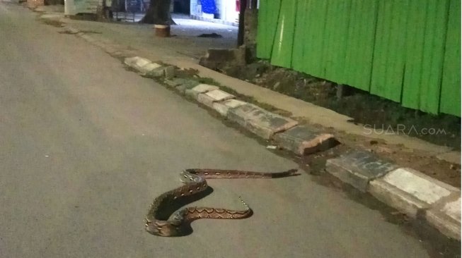 Jelang Sahur, Ular Piton 5 Meter Nyelonong ke Jalan Raya