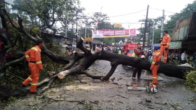 Diguyur Hujan Deras, Tangerang Selatan Rawan Pohon Tumbang