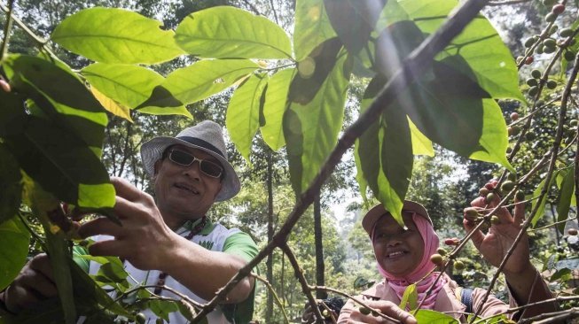 Ketua Himpunan Kerukunan Petani Indonesia (HKTI) yang juga sebagai Kepala Staf Kepresidenan Moeldoko meninjau pengolahan kopi di Basecamp Persaudaraan Gunung Puntang Indonesia (PGPI) Shelter Kopi Sunda Hejo, Gunung Puntang, Kabupaten Bandung, Jawa Barat, Selasa (29/5). 