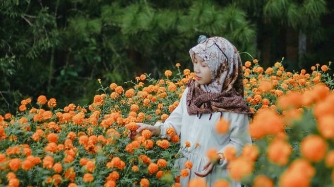 5 Lokasi Taman Bunga Instagramable Di Yogyakarta