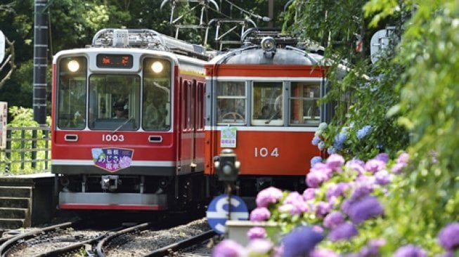 Anda dapat naik Hakone Tozan Line untuk memandangi bunga hydrangea yang berada di sepanjang rel di Hakone.