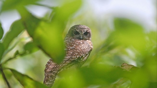 Dua Spesies Burung Baru Teridentifikasi di Indonesia