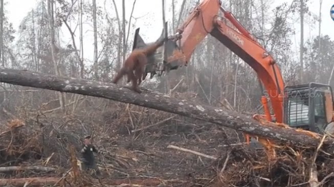 Orangutan Kalimantan Lawan Buldoser Ini Disorot Media Asing