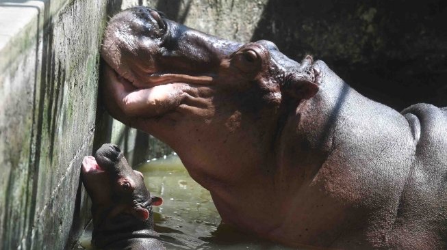 Bayi Kuda Nil Kerdil (Choeropsis liberiensis) yang lahir pada Senin (7/5) berenang di samping induknya di dalam kolam di Kebun Binatang Surabaya, Jawa Timur, Senin (11/6). 