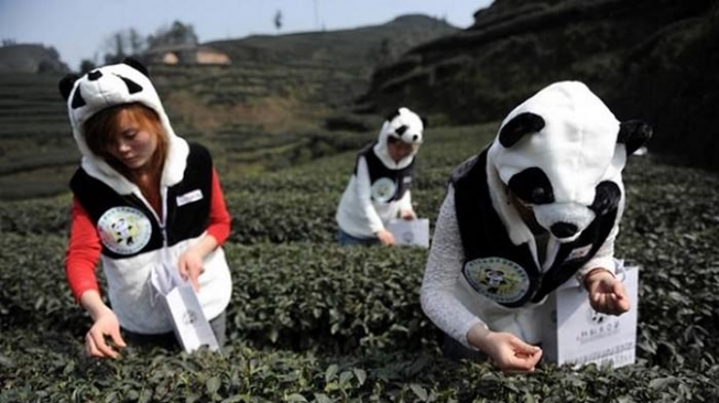 Panda Dung Tea, terh termahal di dunia. (Wonderslist)