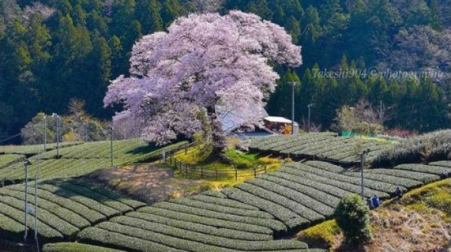 Jepang, negara terdamai di dunia. (Wonderslist)