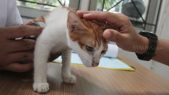 Jasa penitipan hewan di Amore Animal Clinic, Jakarta, Senin (11/6).